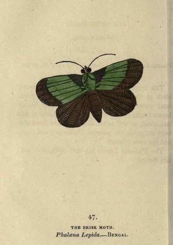 Reproducción/Reproduction 8717792704: The book of butterflies, sphinxes and moths;. London,Whittaker,1832-34.