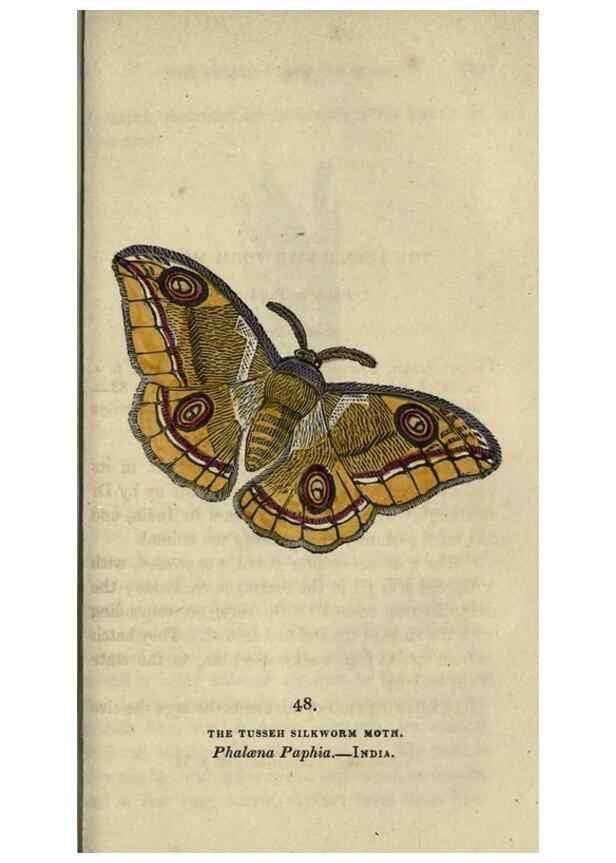 Reproducción/Reproduction 8716673605: The book of butterflies, sphinxes and moths;. London,Whittaker,1832-34.