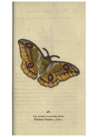 Reproducción/Reproduction 8716673605: The book of butterflies, sphinxes and moths;. London,Whittaker,1832-34.
