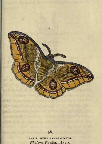 Reproducción/Reproduction 8716673605: The book of butterflies, sphinxes and moths;. London,Whittaker,1832-34.