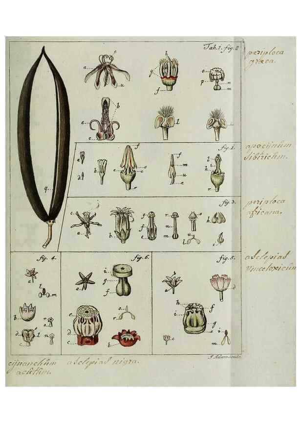 Reproducción/Reproduction 8719804737: Nicolai Josephi Jacquin Miscellanea austriaca ad botanicam, chemiam, et historiam naturalem spectantia, cum figuris partim coloratis. Vol. I-[II].. VindobonæEx officina Krausiana,1778-1781.