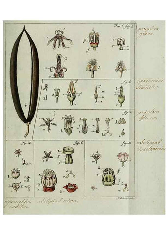 Reproducción/Reproduction 8719804737: Nicolai Josephi Jacquin Miscellanea austriaca ad botanicam, chemiam, et historiam naturalem spectantia, cum figuris partim coloratis. Vol. I-[II].. VindobonæEx officina Krausiana,1778-1781.