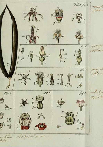 Reproducción/Reproduction 8719804737: Nicolai Josephi Jacquin Miscellanea austriaca ad botanicam, chemiam, et historiam naturalem spectantia, cum figuris partim coloratis. Vol. I-[II].. VindobonæEx officina Krausiana,1778-1781.