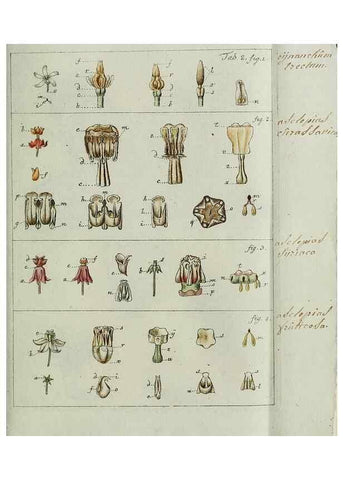 Reproducción/Reproduction 8720929728: Nicolai Josephi Jacquin Miscellanea austriaca ad botanicam, chemiam, et historiam naturalem spectantia, cum figuris partim coloratis. Vol. I-[II].. VindobonæEx officina Krausiana,1778-1781.