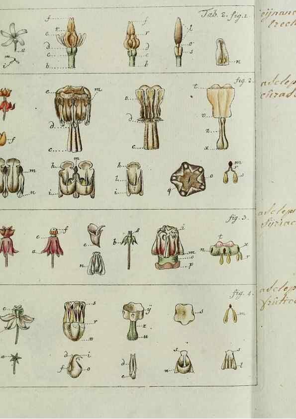 Reproducción/Reproduction 8720929728: Nicolai Josephi Jacquin Miscellanea austriaca ad botanicam, chemiam, et historiam naturalem spectantia, cum figuris partim coloratis. Vol. I-[II].. VindobonæEx officina Krausiana,1778-1781.