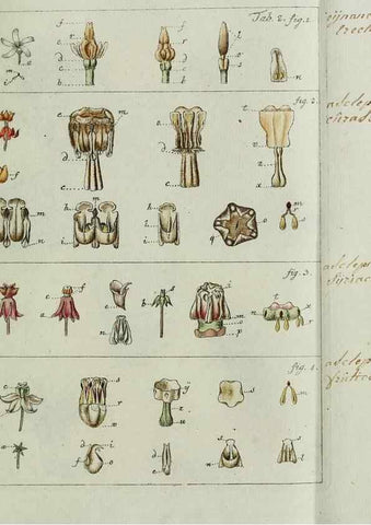 Reproducción/Reproduction 8720929728: Nicolai Josephi Jacquin Miscellanea austriaca ad botanicam, chemiam, et historiam naturalem spectantia, cum figuris partim coloratis. Vol. I-[II].. VindobonæEx officina Krausiana,1778-1781.