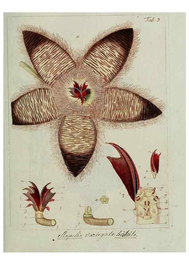 Reproducción/Reproduction 8720930344: Nicolai Josephi Jacquin Miscellanea austriaca ad botanicam, chemiam, et historiam naturalem spectantia, cum figuris partim coloratis. Vol. I-[II].. VindobonæEx officina Krausiana,1778-1781.
