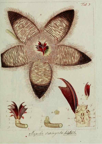 Reproducción/Reproduction 8720930344: Nicolai Josephi Jacquin Miscellanea austriaca ad botanicam, chemiam, et historiam naturalem spectantia, cum figuris partim coloratis. Vol. I-[II].. VindobonæEx officina Krausiana,1778-1781.