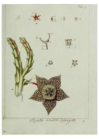 Reproducción/Reproduction 8719806341: Nicolai Josephi Jacquin Miscellanea austriaca ad botanicam, chemiam, et historiam naturalem spectantia, cum figuris partim coloratis. Vol. I-[II].. VindobonæEx officina Krausiana,1778-1781.
