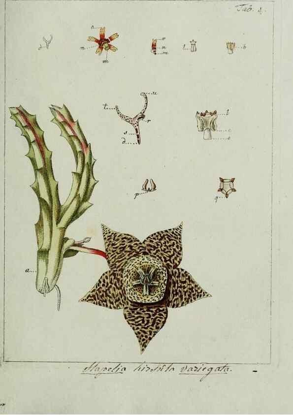 Reproducción/Reproduction 8719806341: Nicolai Josephi Jacquin Miscellanea austriaca ad botanicam, chemiam, et historiam naturalem spectantia, cum figuris partim coloratis. Vol. I-[II].. VindobonæEx officina Krausiana,1778-1781.