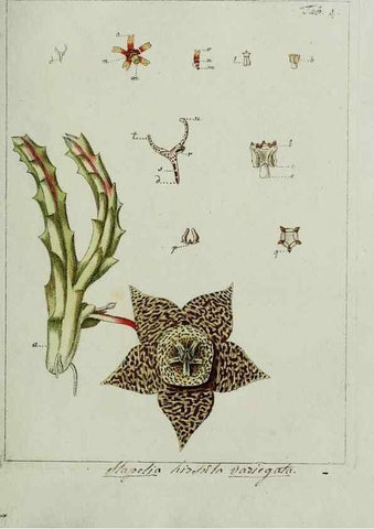Reproducción/Reproduction 8719806341: Nicolai Josephi Jacquin Miscellanea austriaca ad botanicam, chemiam, et historiam naturalem spectantia, cum figuris partim coloratis. Vol. I-[II].. VindobonæEx officina Krausiana,1778-1781.