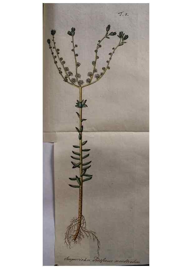 Reproducción/Reproduction 8719806717: Nicolai Josephi Jacquin Miscellanea austriaca ad botanicam, chemiam, et historiam naturalem spectantia, cum figuris partim coloratis. Vol. I-[II].. VindobonæEx officina Krausiana,1778-1781.