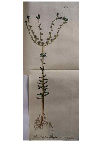 Reproducción/Reproduction 8719806717: Nicolai Josephi Jacquin Miscellanea austriaca ad botanicam, chemiam, et historiam naturalem spectantia, cum figuris partim coloratis. Vol. I-[II].. VindobonæEx officina Krausiana,1778-1781.