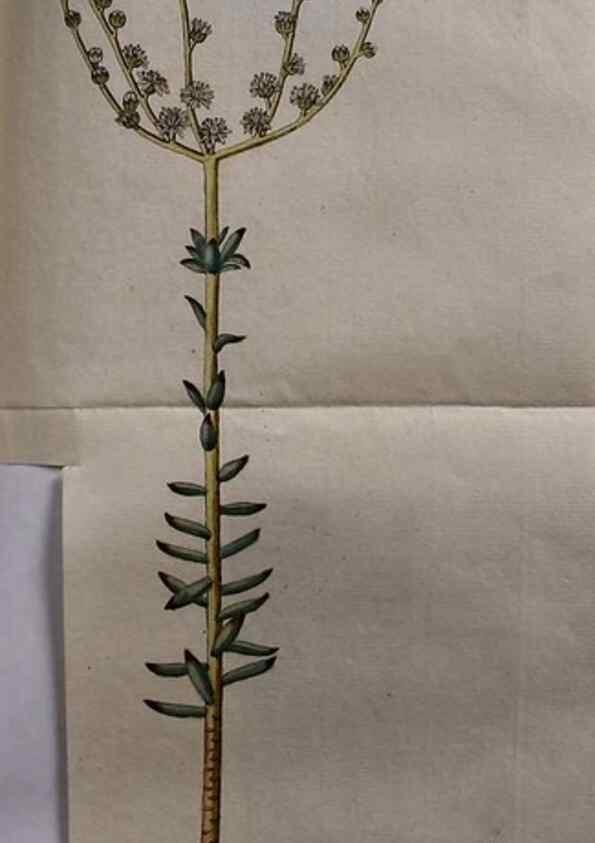 Reproducción/Reproduction 8719806717: Nicolai Josephi Jacquin Miscellanea austriaca ad botanicam, chemiam, et historiam naturalem spectantia, cum figuris partim coloratis. Vol. I-[II].. VindobonæEx officina Krausiana,1778-1781.