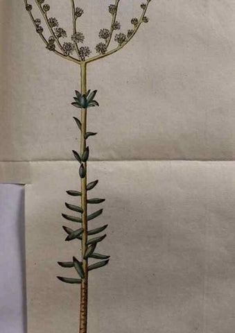 Reproducción/Reproduction 8719806717: Nicolai Josephi Jacquin Miscellanea austriaca ad botanicam, chemiam, et historiam naturalem spectantia, cum figuris partim coloratis. Vol. I-[II].. VindobonæEx officina Krausiana,1778-1781.