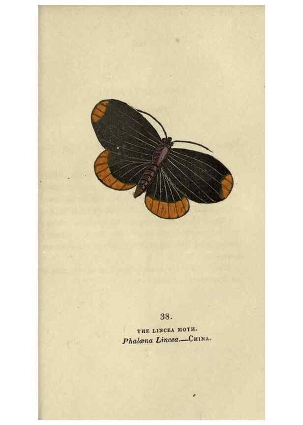 Reproducción/Reproduction 8717787790: The book of butterflies, sphinxes and moths;. London,Whittaker,1832-34.