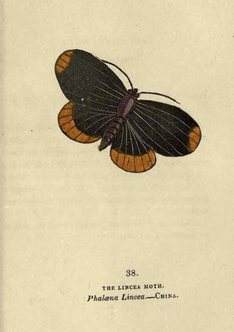 Reproducción/Reproduction 8717787790: The book of butterflies, sphinxes and moths;. London,Whittaker,1832-34.