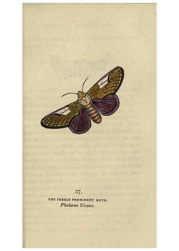 Reproducción/Reproduction 8717787308: The book of butterflies, sphinxes and moths;. London,Whittaker,1832-34.