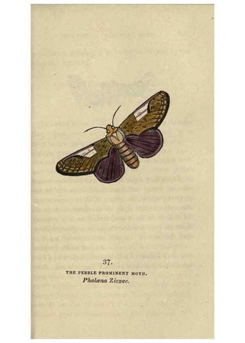 Reproducción/Reproduction 8717787308: The book of butterflies, sphinxes and moths;. London,Whittaker,1832-34.