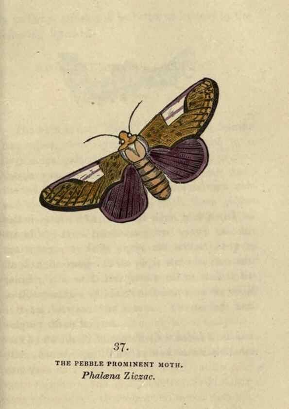 Reproducción/Reproduction 8717787308: The book of butterflies, sphinxes and moths;. London,Whittaker,1832-34.