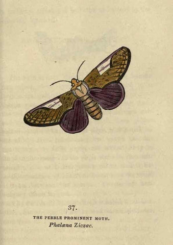 Reproducción/Reproduction 8717787308: The book of butterflies, sphinxes and moths;. London,Whittaker,1832-34.