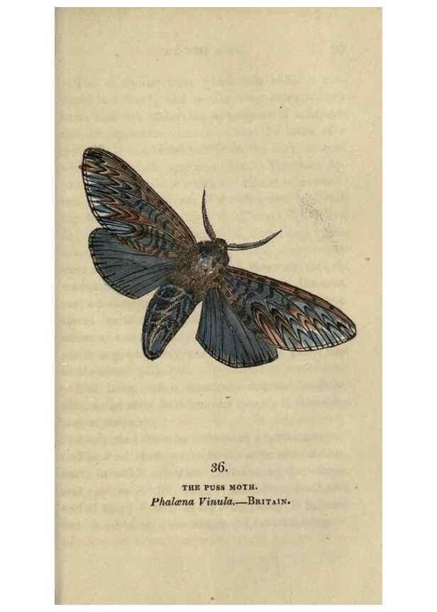 Reproducción/Reproduction 8716667133: The book of butterflies, sphinxes and moths;. London,Whittaker,1832-34.