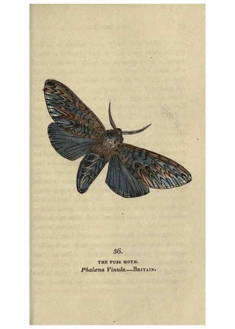 Reproducción/Reproduction 8716667133: The book of butterflies, sphinxes and moths;. London,Whittaker,1832-34.
