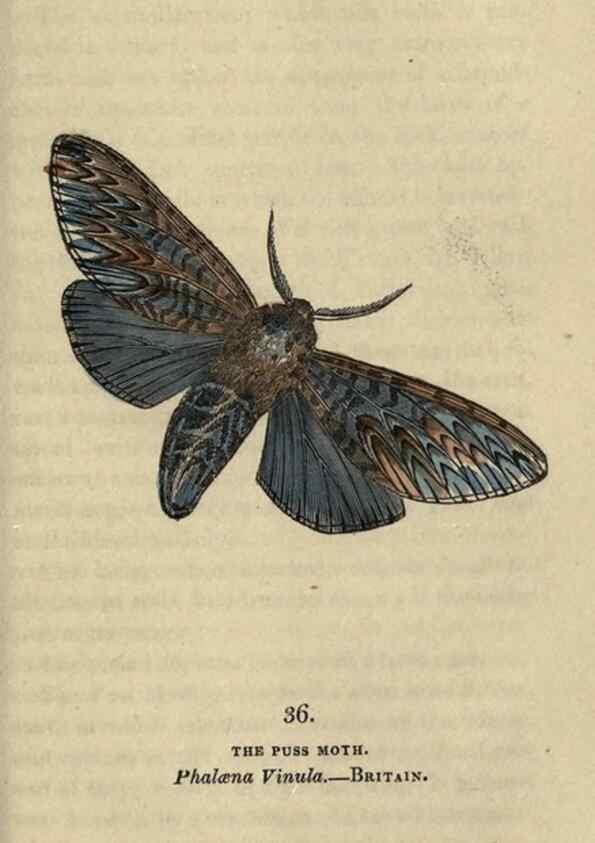 Reproducción/Reproduction 8716667133: The book of butterflies, sphinxes and moths;. London,Whittaker,1832-34.
