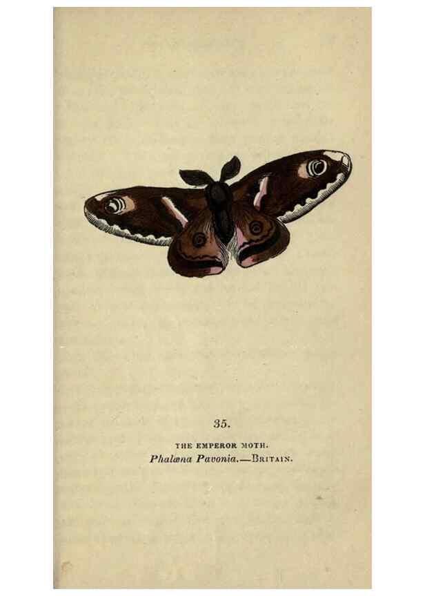 Reproducción/Reproduction 8716666351: The book of butterflies, sphinxes and moths;. London,Whittaker,1832-34.