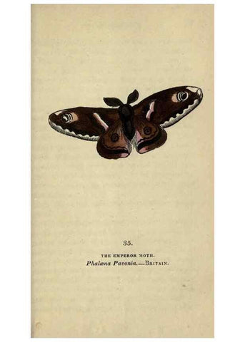Reproducción/Reproduction 8716666351: The book of butterflies, sphinxes and moths;. London,Whittaker,1832-34.