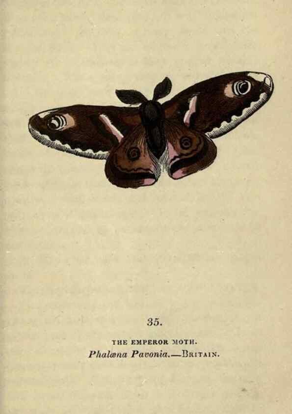 Reproducción/Reproduction 8716666351: The book of butterflies, sphinxes and moths;. London,Whittaker,1832-34.