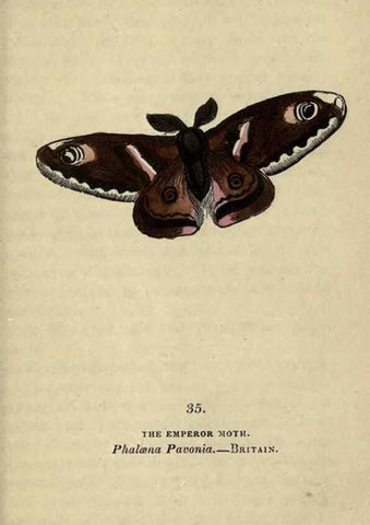 Reproducción/Reproduction 8716666351: The book of butterflies, sphinxes and moths;. London,Whittaker,1832-34.