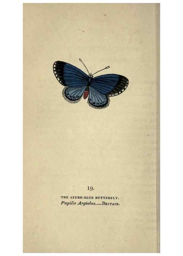 Reproducción/Reproduction 8716658325: The book of butterflies, sphinxes and moths;. London,Whittaker,1832-34.