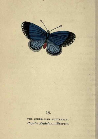 Reproducción/Reproduction 8716658325: The book of butterflies, sphinxes and moths;. London,Whittaker,1832-34.
