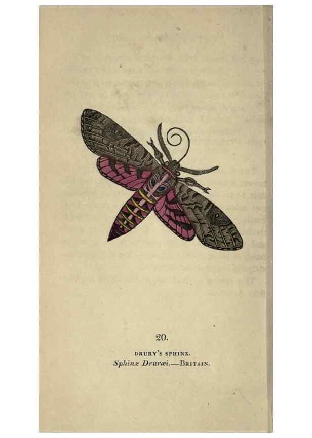 Reproducción/Reproduction 8716658895: The book of butterflies, sphinxes and moths;. London,Whittaker,1832-34.