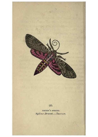 Reproducción/Reproduction 8716658895: The book of butterflies, sphinxes and moths;. London,Whittaker,1832-34.