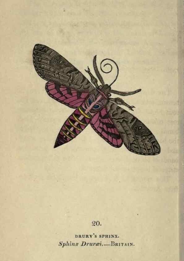 Reproducción/Reproduction 8716658895: The book of butterflies, sphinxes and moths;. London,Whittaker,1832-34.