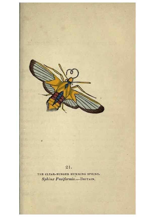 Reproducción/Reproduction 8717778474: The book of butterflies, sphinxes and moths;. London,Whittaker,1832-34.