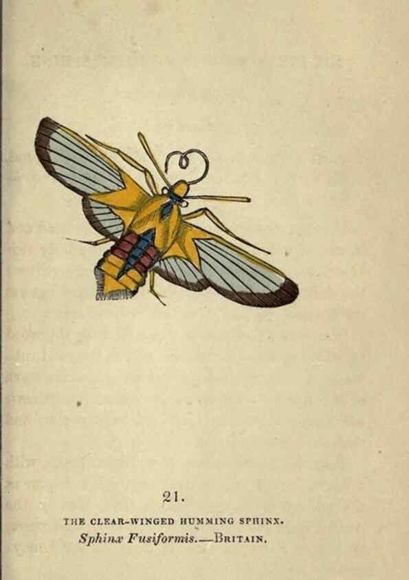 Reproducción/Reproduction 8717778474: The book of butterflies, sphinxes and moths;. London,Whittaker,1832-34.