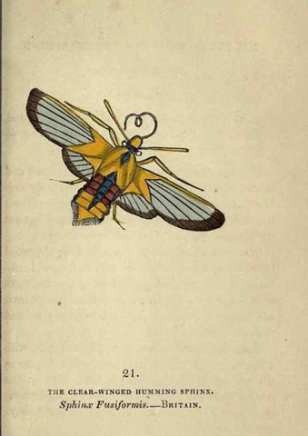 Reproducción/Reproduction 8717778474: The book of butterflies, sphinxes and moths;. London,Whittaker,1832-34.