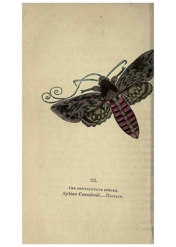 Reproducción/Reproduction 8716659823: The book of butterflies, sphinxes and moths;. London,Whittaker,1832-34.