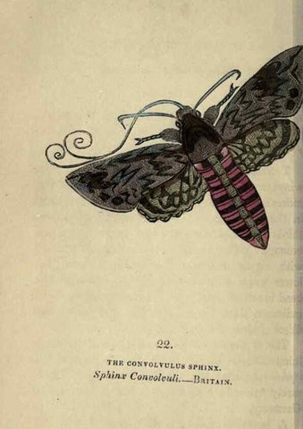 Reproducción/Reproduction 8716659823: The book of butterflies, sphinxes and moths;. London,Whittaker,1832-34.