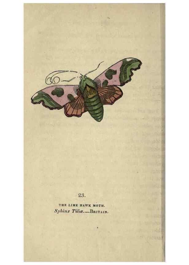 Reproducción/Reproduction 8716660365: The book of butterflies, sphinxes and moths;. London,Whittaker,1832-34.