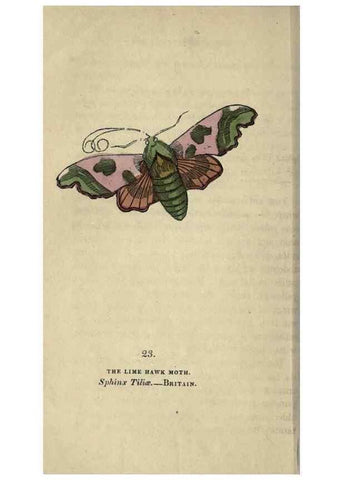 Reproducción/Reproduction 8716660365: The book of butterflies, sphinxes and moths;. London,Whittaker,1832-34.