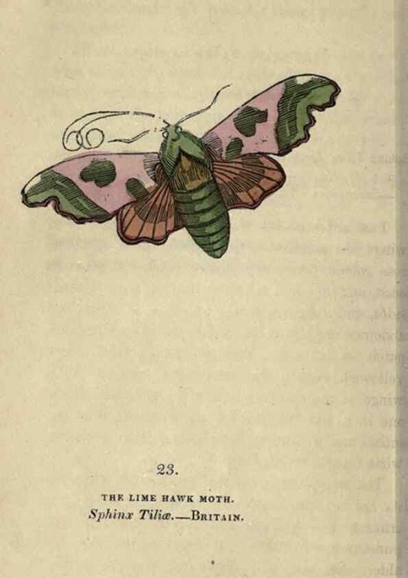 Reproducción/Reproduction 8716660365: The book of butterflies, sphinxes and moths;. London,Whittaker,1832-34.