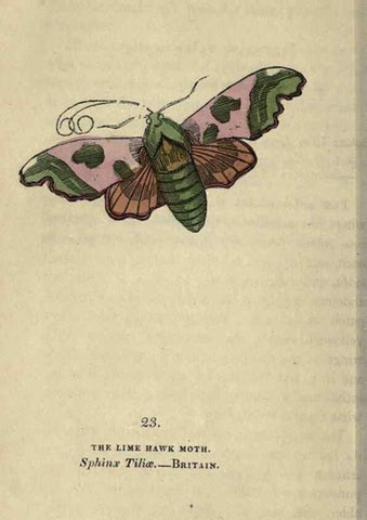 Reproducción/Reproduction 8716660365: The book of butterflies, sphinxes and moths;. London,Whittaker,1832-34.