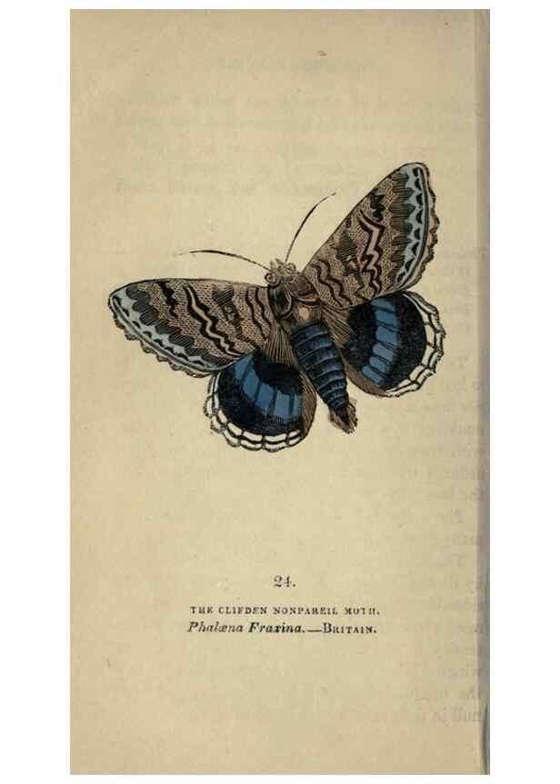 Reproducción/Reproduction 8717780080: The book of butterflies, sphinxes and moths;. London,Whittaker,1832-34.