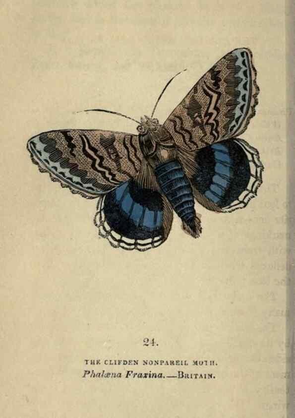 Reproducción/Reproduction 8717780080: The book of butterflies, sphinxes and moths;. London,Whittaker,1832-34.