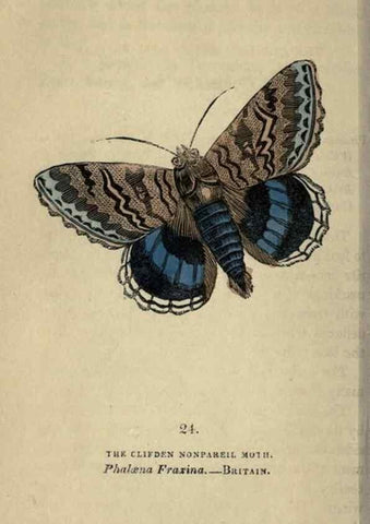 Reproducción/Reproduction 8717780080: The book of butterflies, sphinxes and moths;. London,Whittaker,1832-34.