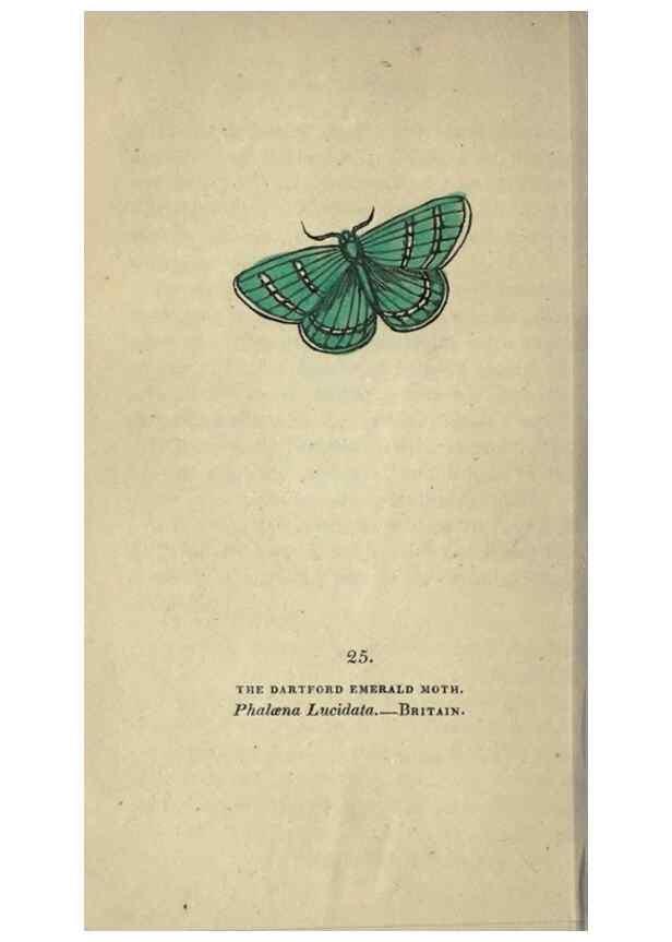 Reproducción/Reproduction 8716661289: The book of butterflies, sphinxes and moths;. London,Whittaker,1832-34.